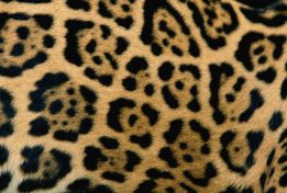 Pell de jaguar. Foto S. Winter.
