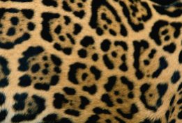 Pell de jaguar. Foto S. Winter.