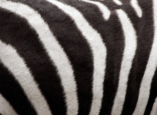 Ratlles de zebra. Foto T. Laman.